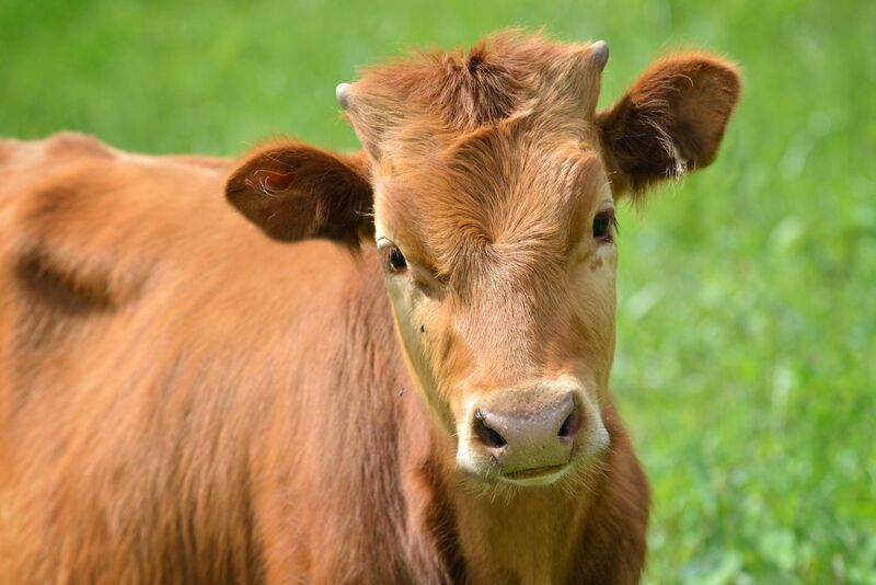 Close up of brown cow in pasture